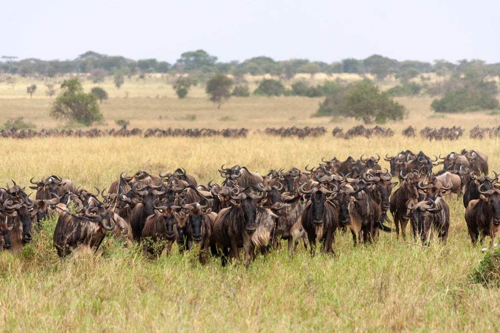 Simbavati Grumeti at Simbavati Grumeti, Grumeti Game Reserve, Tanzania.