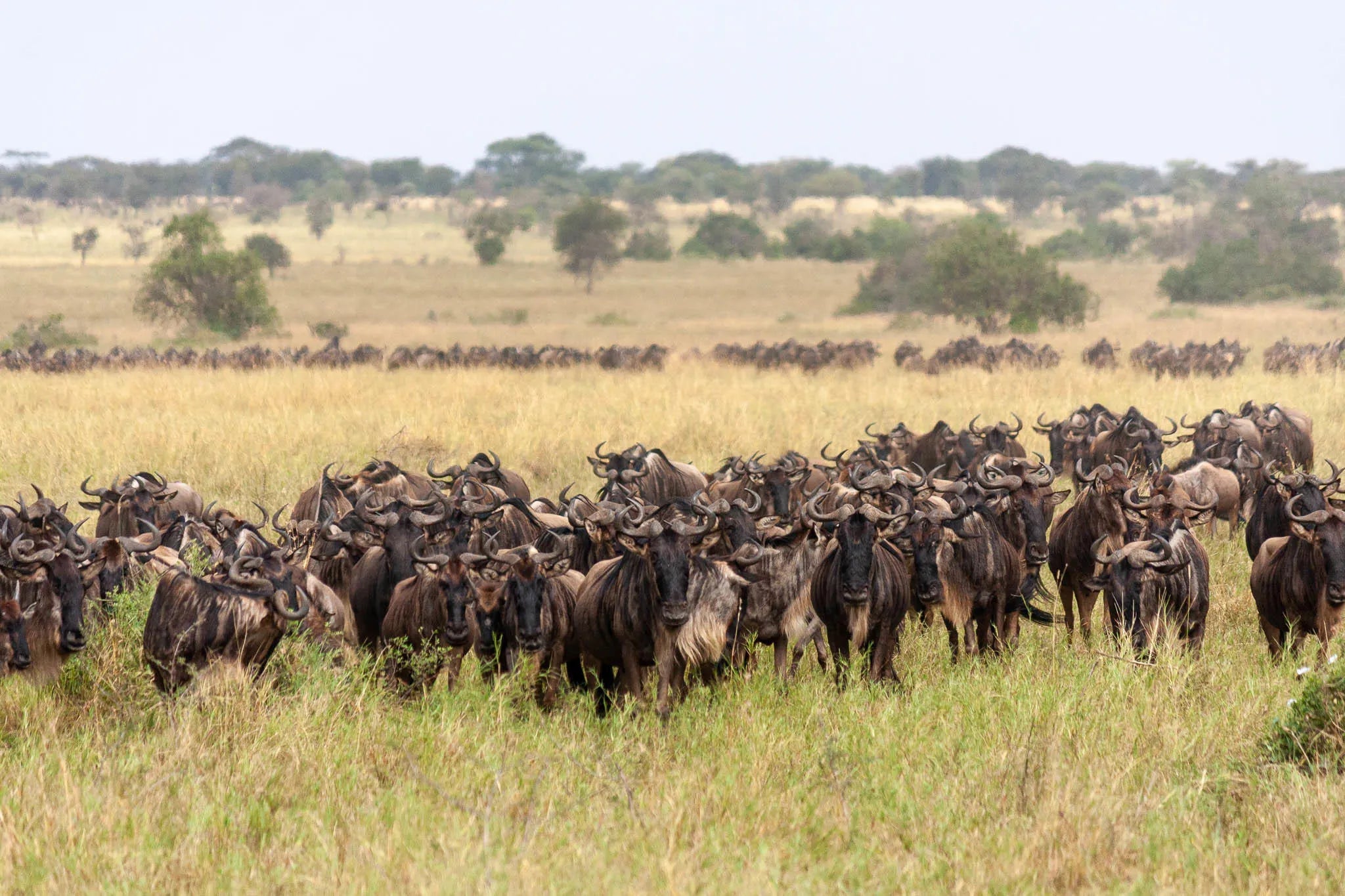 Simbavati Grumeti at Simbavati Grumeti, Grumeti Game Reserve, Tanzania.