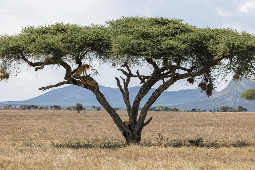 Simbavati Grumeti at Simbavati Grumeti, Grumeti Game Reserve, Tanzania.
