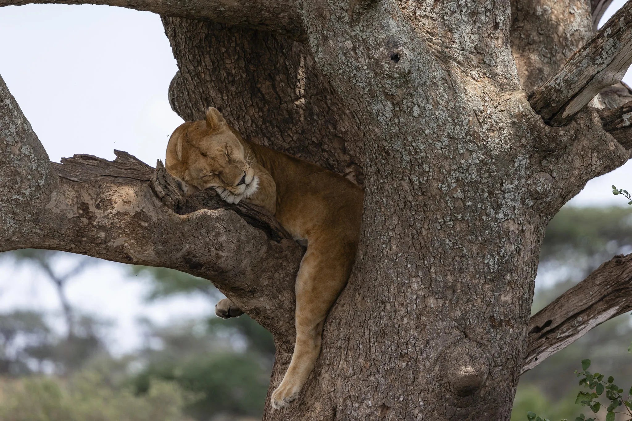 Simbavati Grumeti at Simbavati Grumeti, Grumeti Game Reserve, Tanzania.