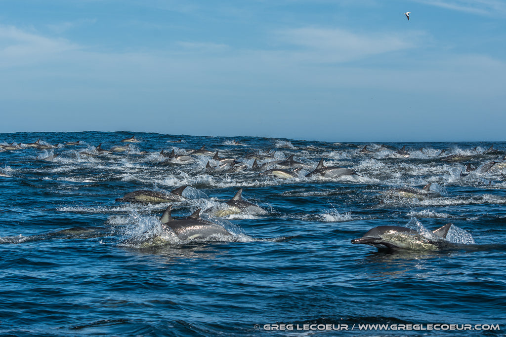 Dolphin Action