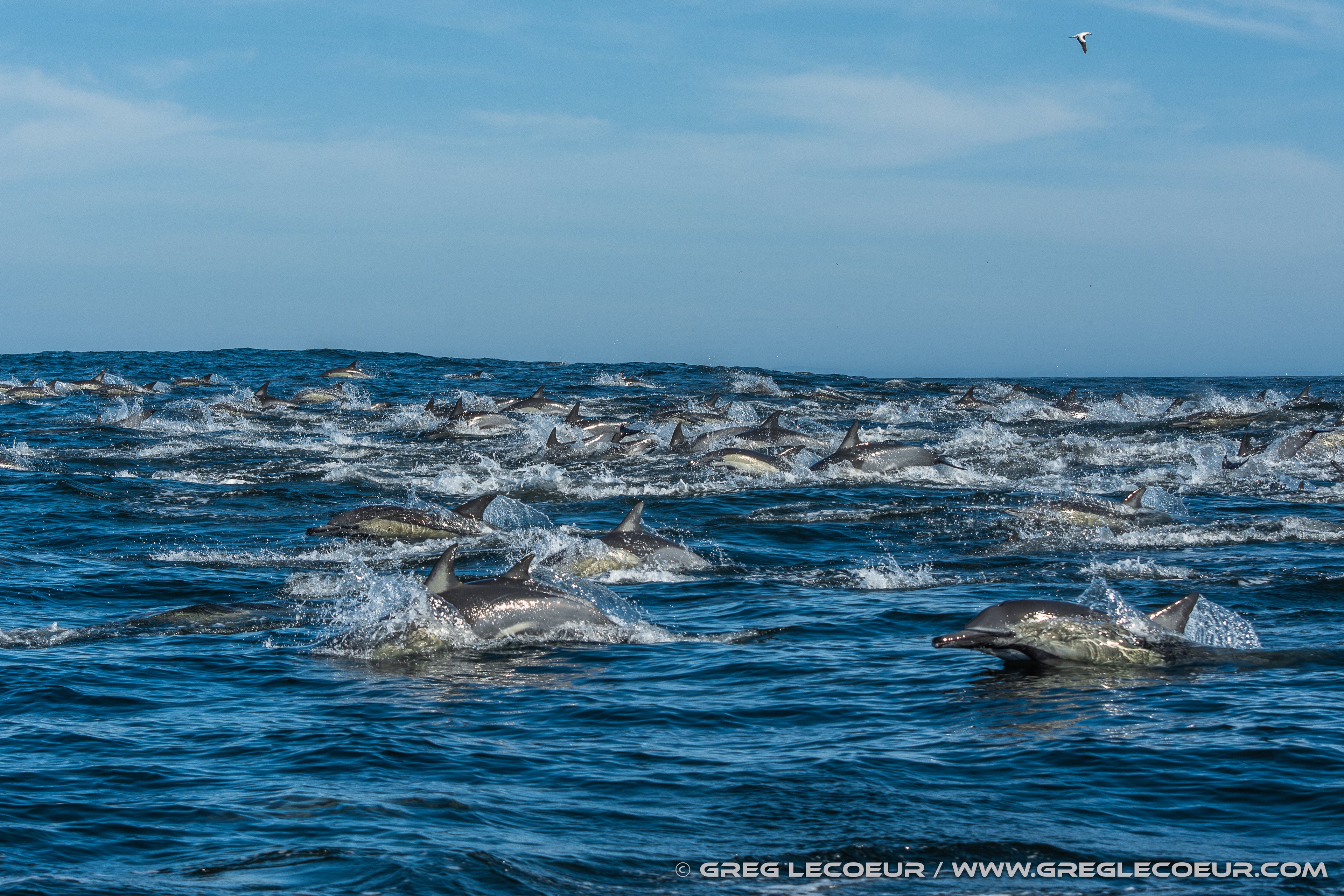 Dolphin Action