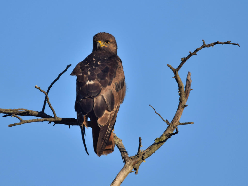 Booted Eagle