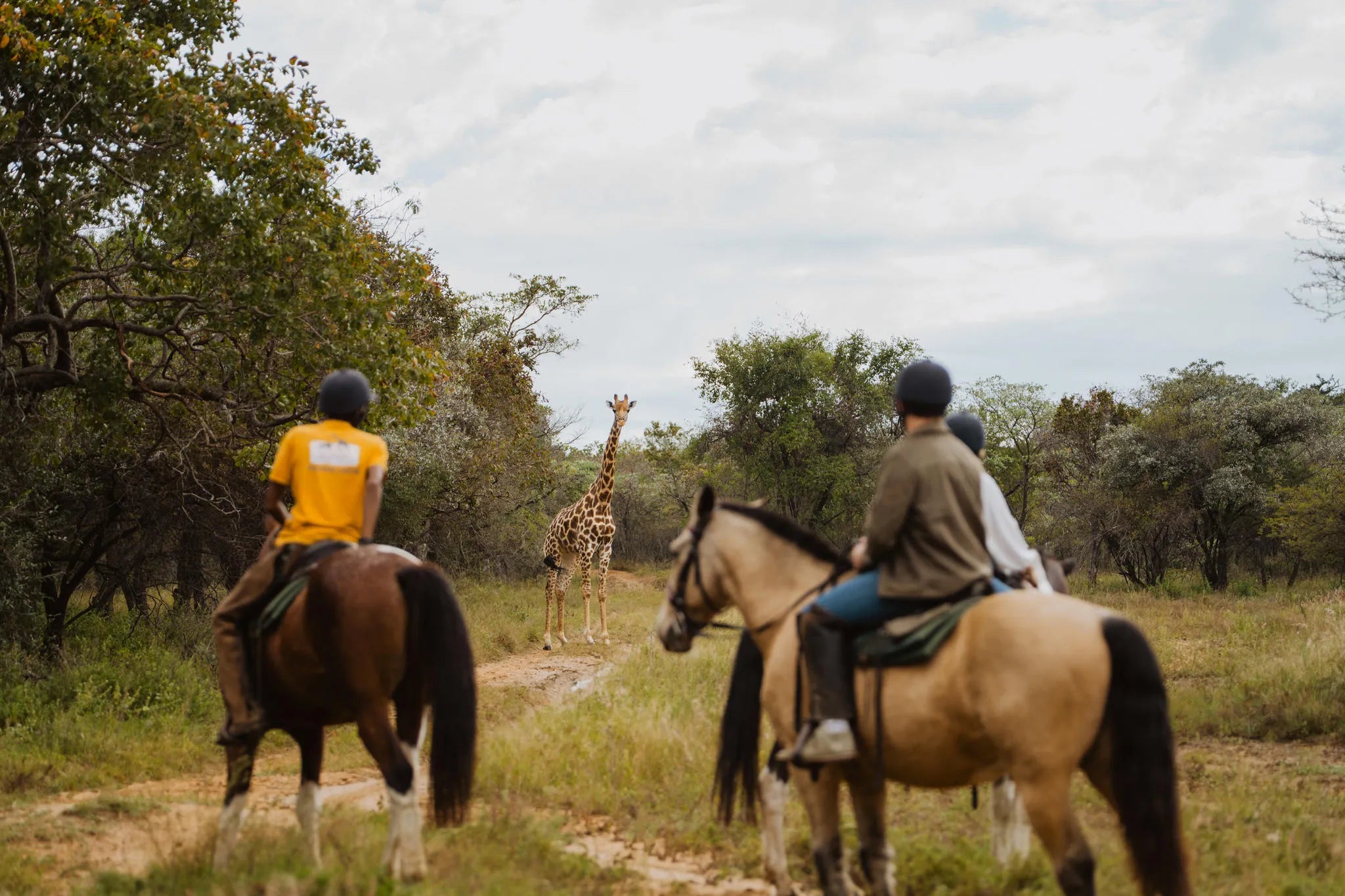 AfriCamps Waterberg, Limpopo at AfriCamps Waterberg, The Waterberg Biosphere, South Africa.