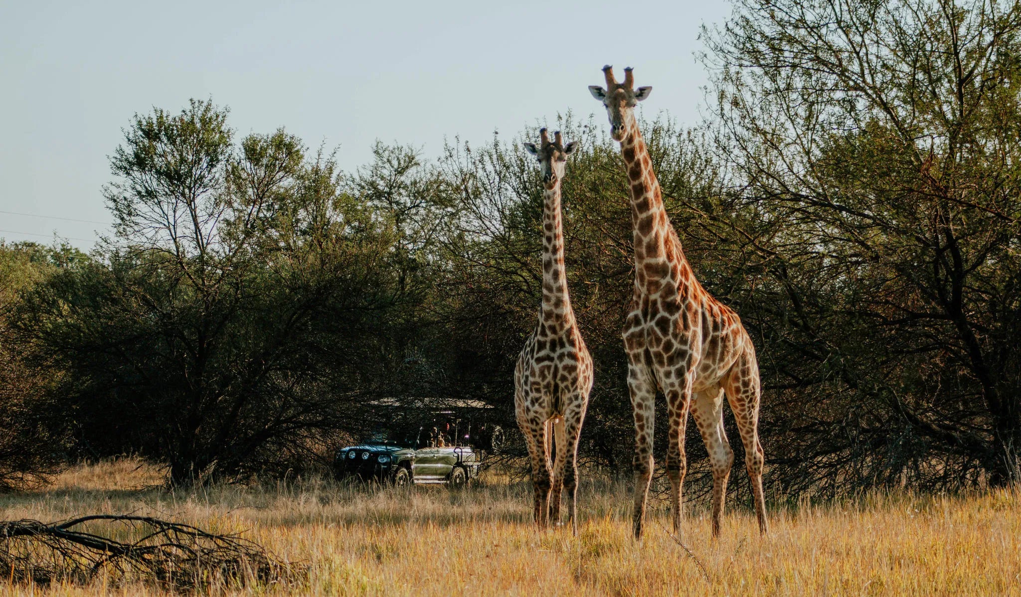 AfriCamps Waterberg, Limpopo at AfriCamps Waterberg, The Waterberg Biosphere, South Africa.