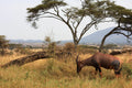 Simbavati Mara at Simbavati Mara, Northern Serengeti, Tanzania.
