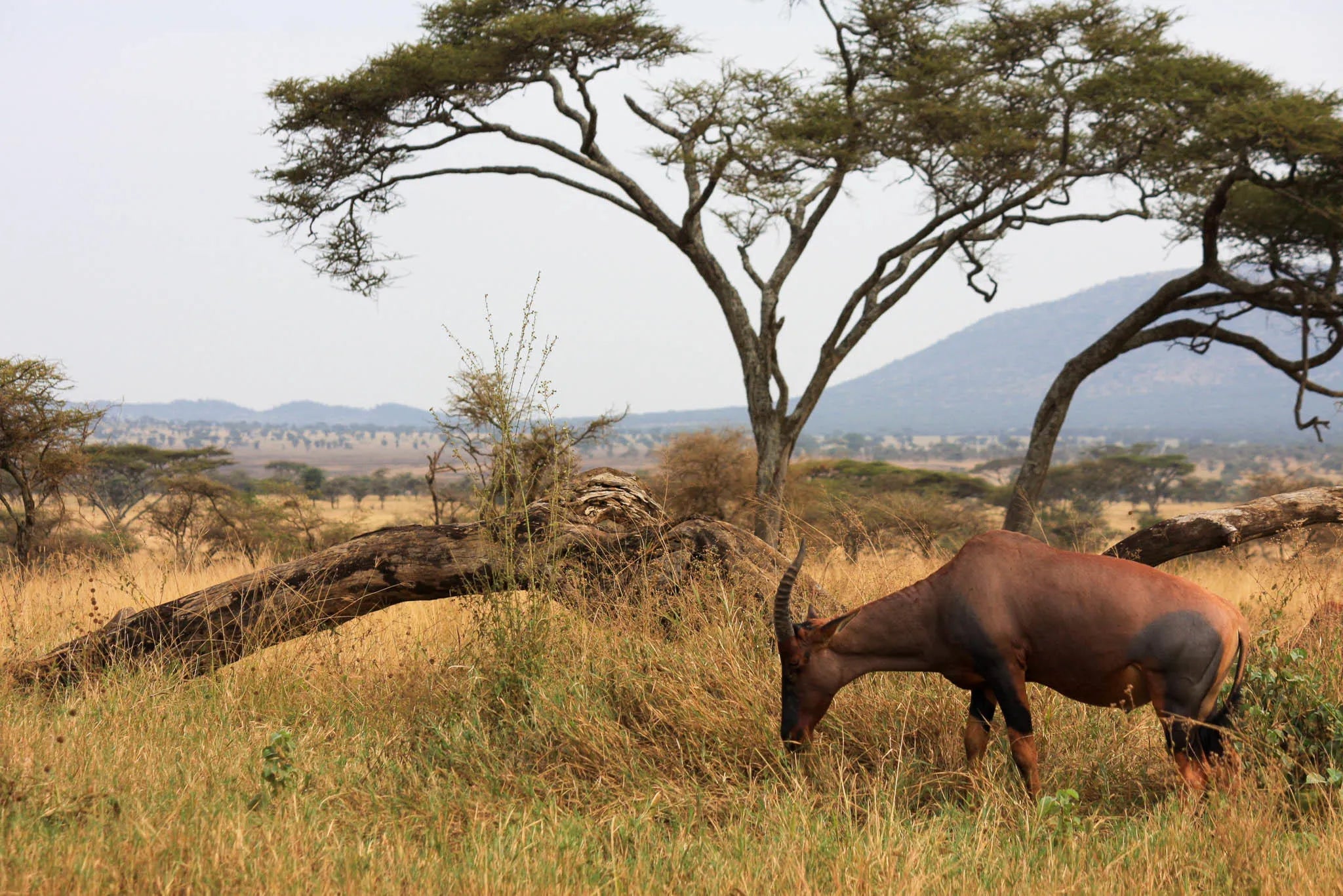 Simbavati Mara at Simbavati Mara, Northern Serengeti, Tanzania.