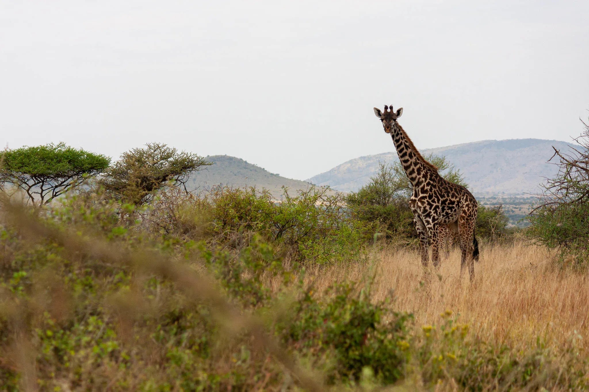 Simbavati Mara at Simbavati Mara, Northern Serengeti, Tanzania.