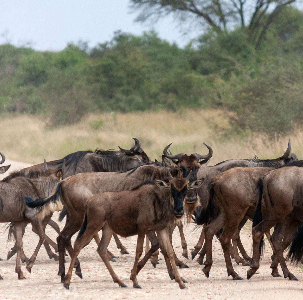Simbavati Mara at Simbavati Mara, Northern Serengeti, Tanzania.