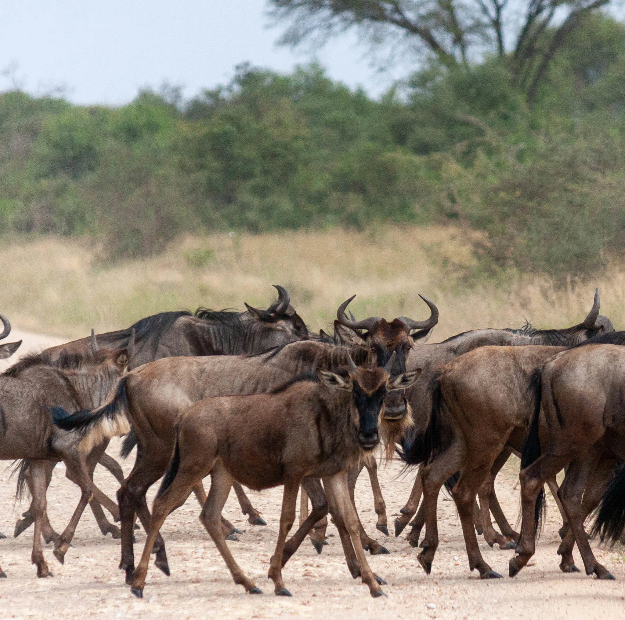 Simbavati Mara at Simbavati Mara, Northern Serengeti, Tanzania.