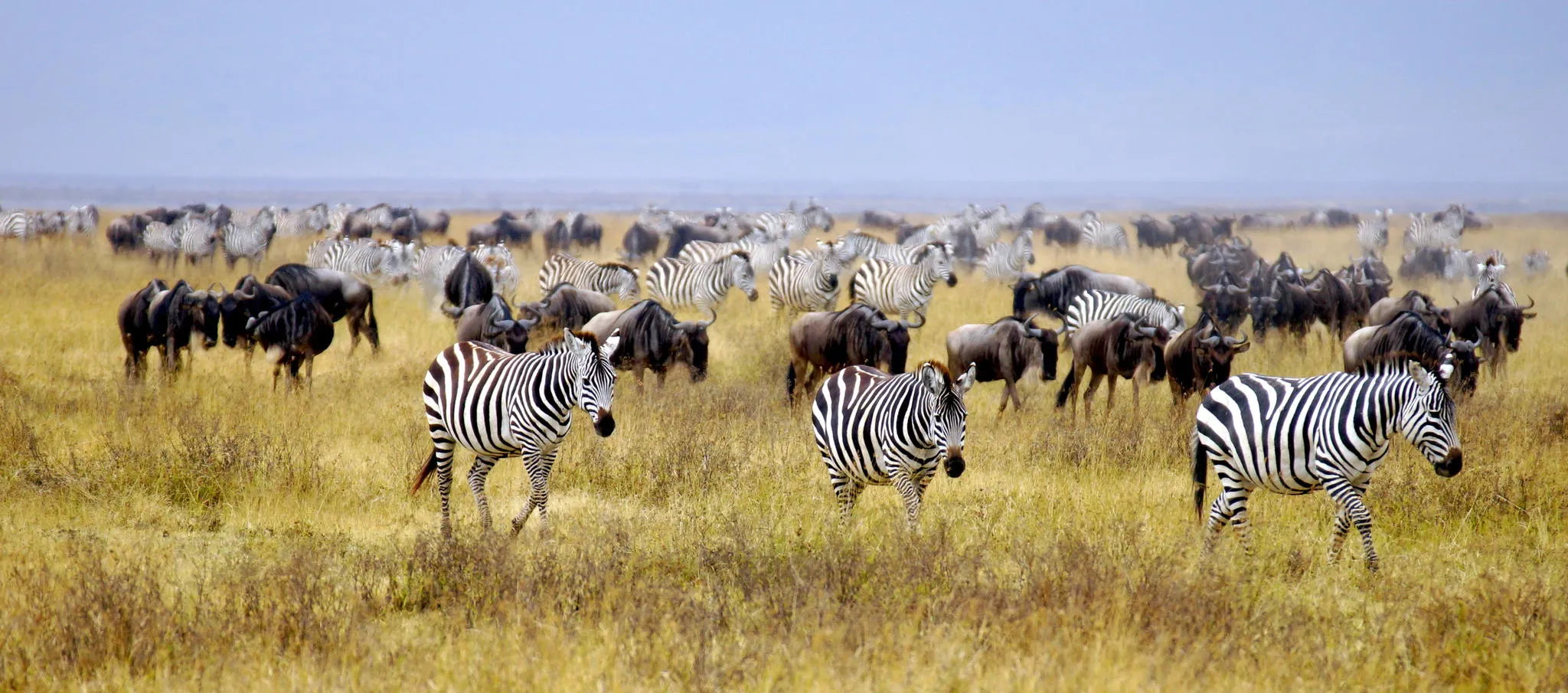 Simbavati Mara at Simbavati Mara, Northern Serengeti, Tanzania.