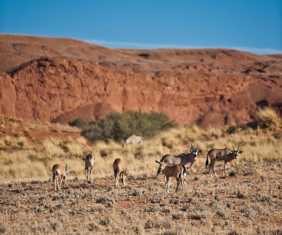 Namib Desert Lodge at Namib Desert Lodge Gondwana Collection Namibia, Solitaire, Namibia.