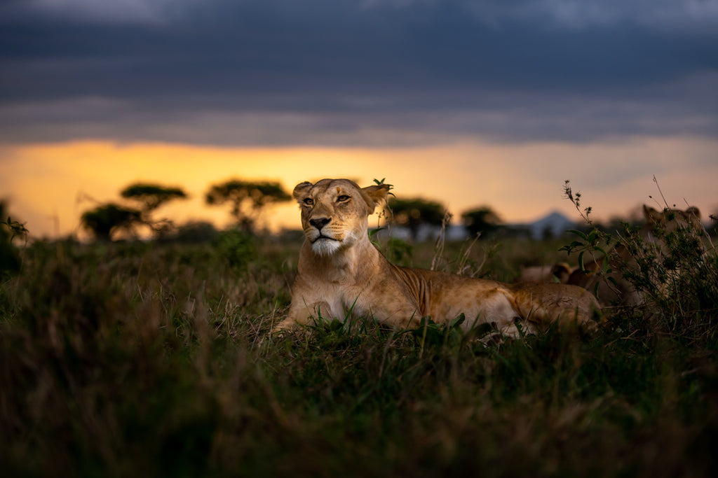 Game drives