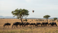 Game drives