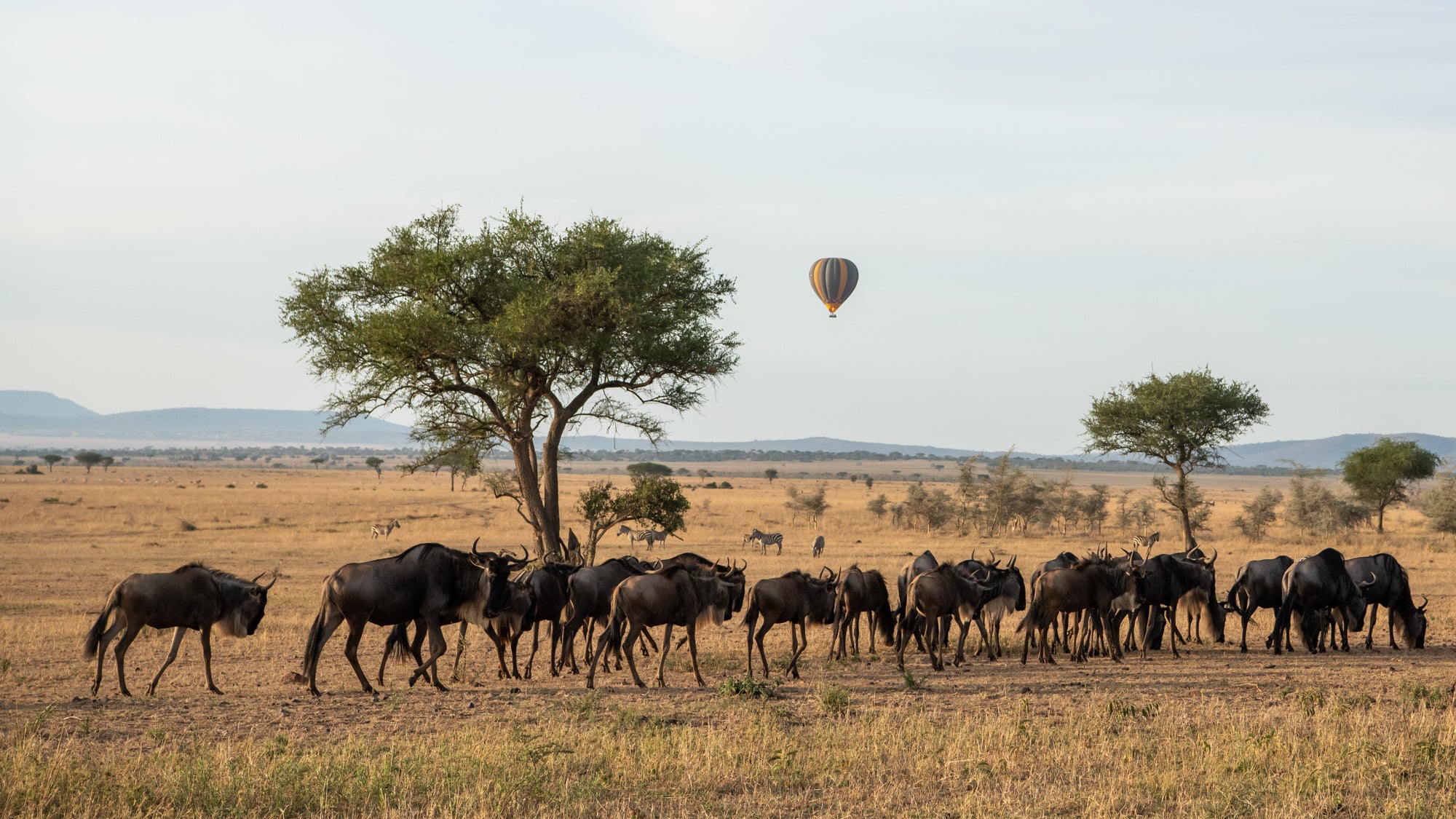 Game drives