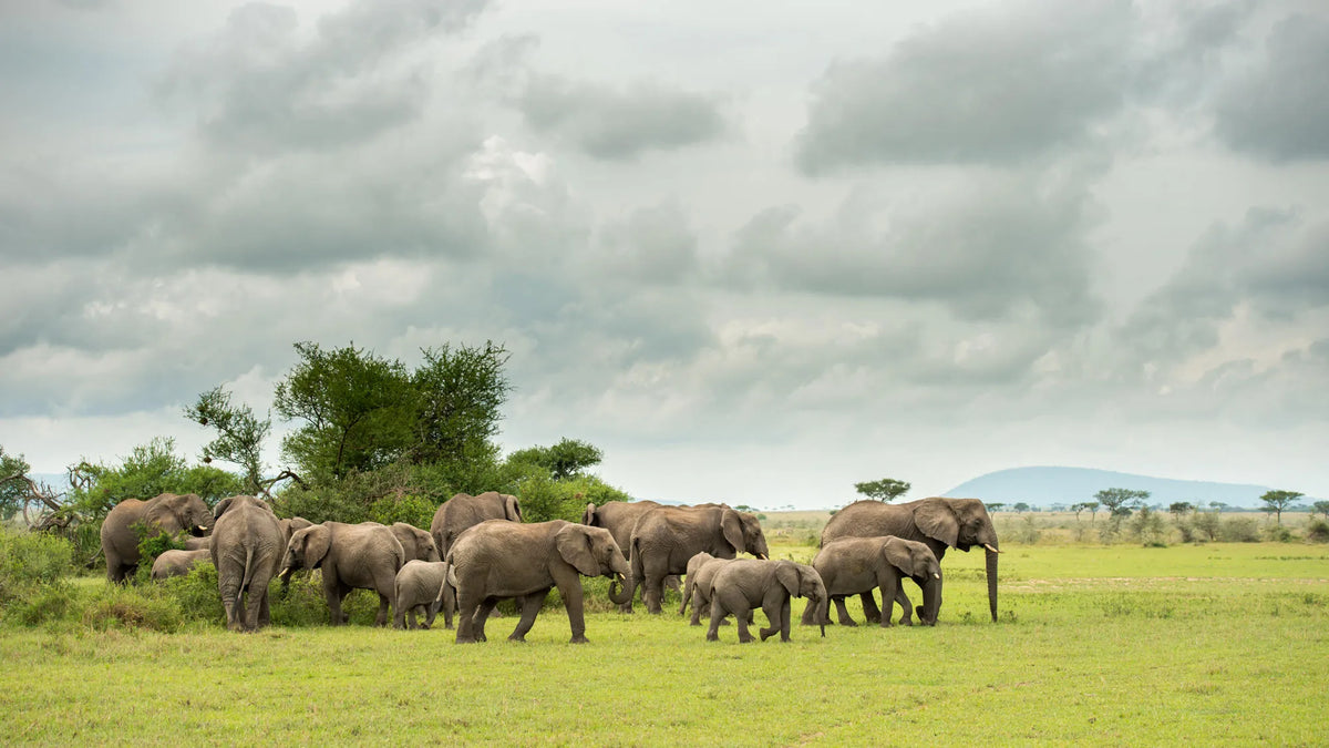 Singita Milele at Singita Milele, Singita Serengeti Grumeti, Tanzania.