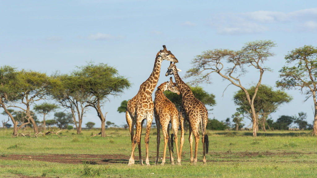 Singita Milele at Singita Milele, Singita Serengeti Grumeti, Tanzania.