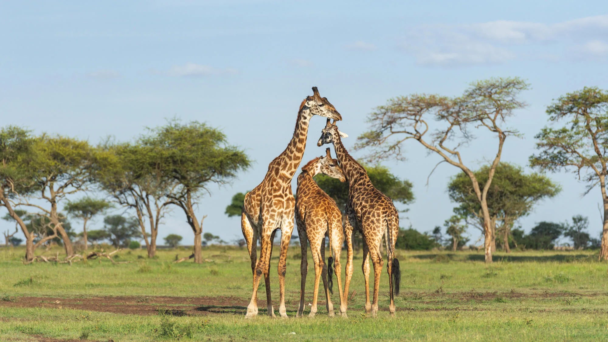 Singita Milele at Singita Milele, Singita Serengeti Grumeti, Tanzania.