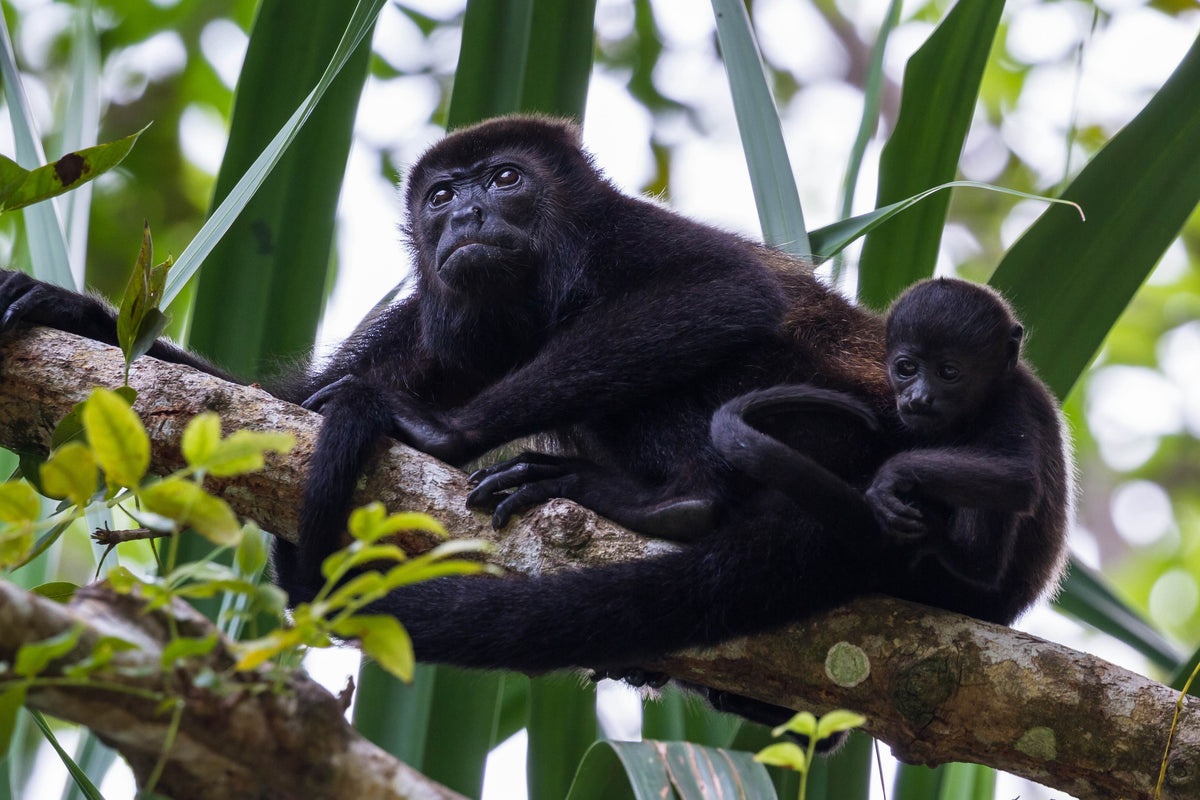Quercus Travel Symphony of life. The Monkey Experience (Monkey Park)