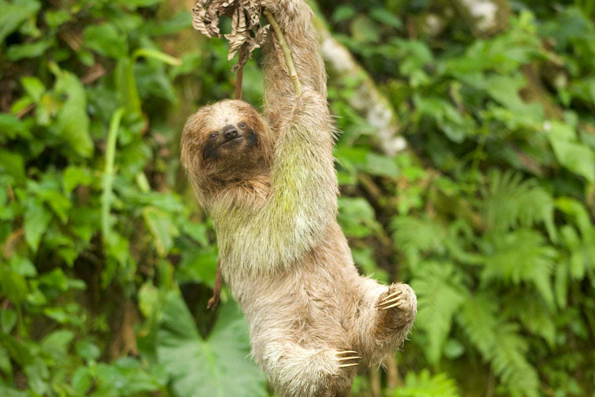 Quercus Travel Sloth & Wildlife Experience. Community & Lunch