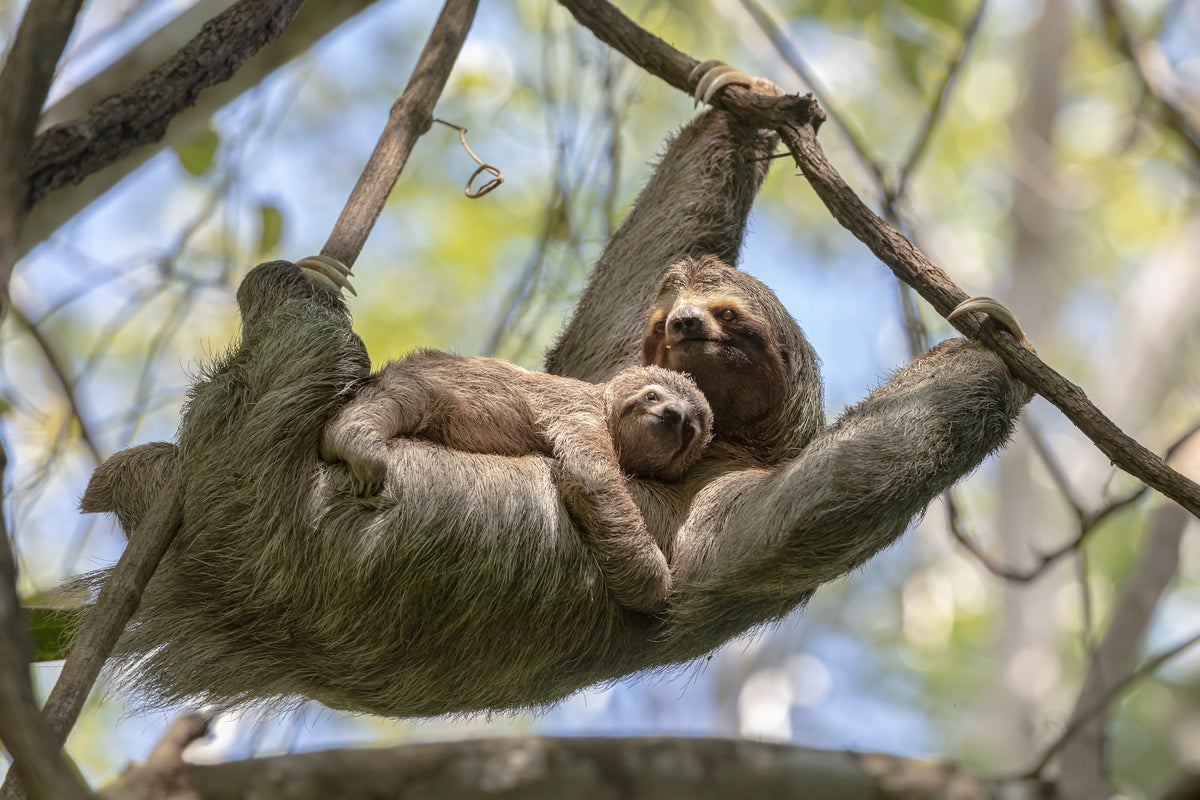 Quercus Travel Sloth Quest
