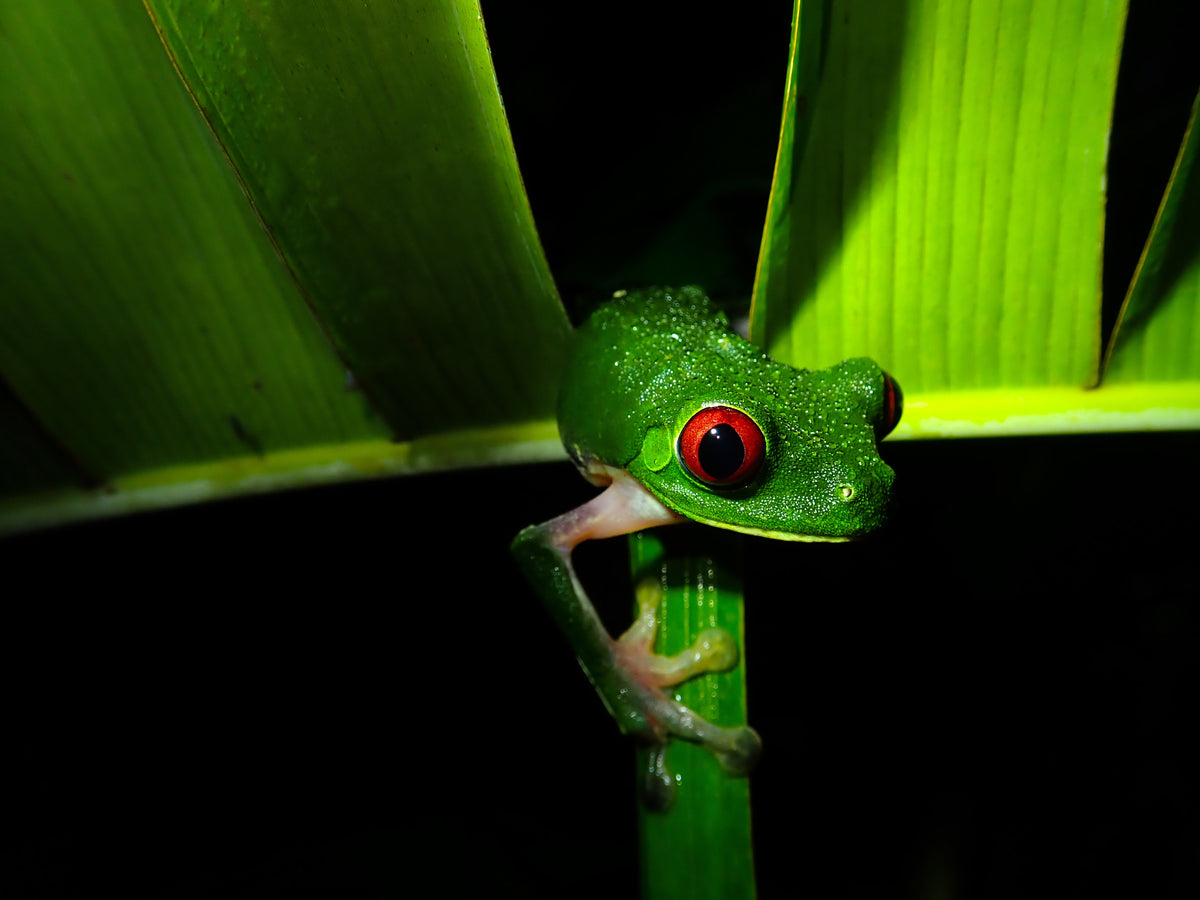Quercus Travel Mystical Nightwalk: An Enchanting Jungle Experience