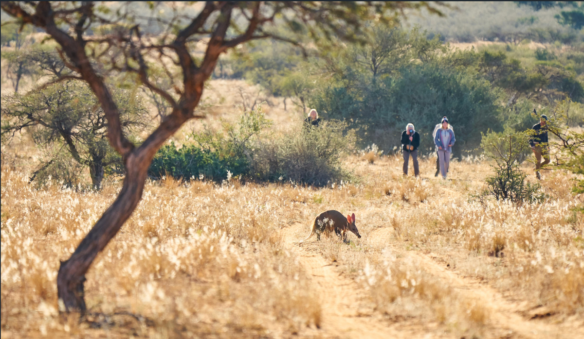 Immersive Bush walks