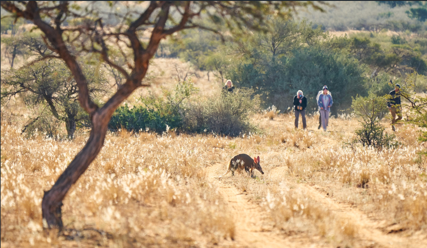 Immersive Bush walks