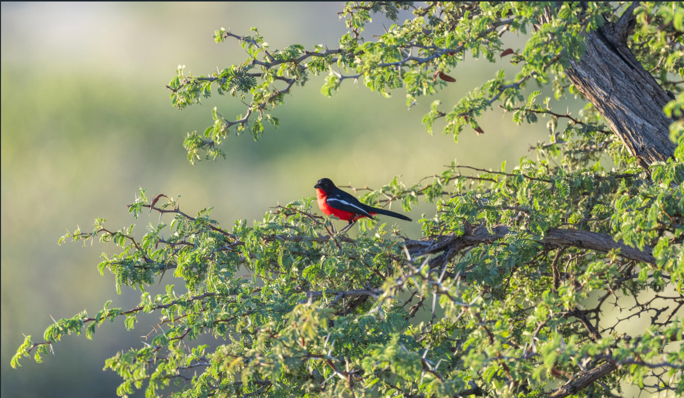 Birding