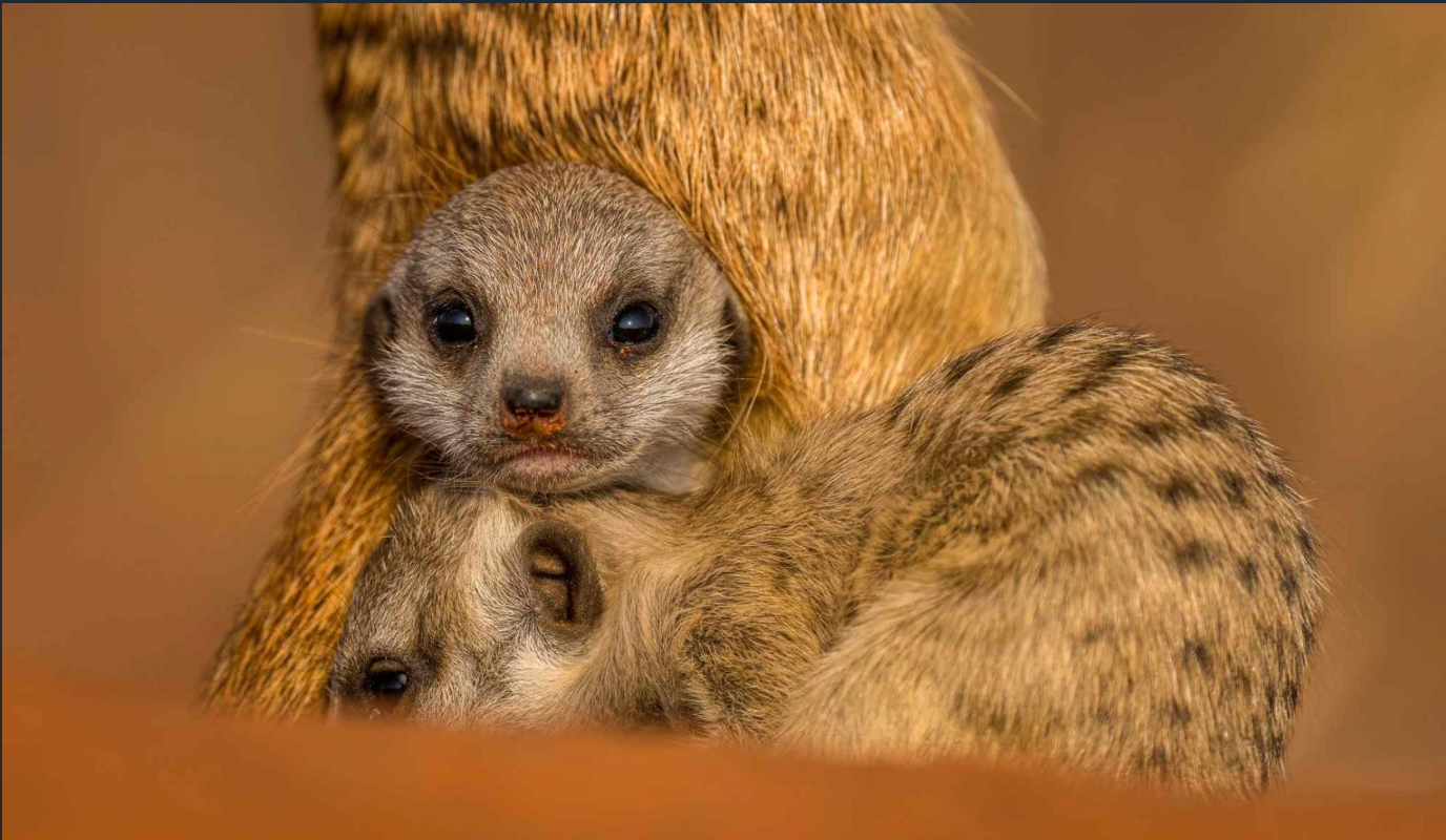 Meerkats Encounters