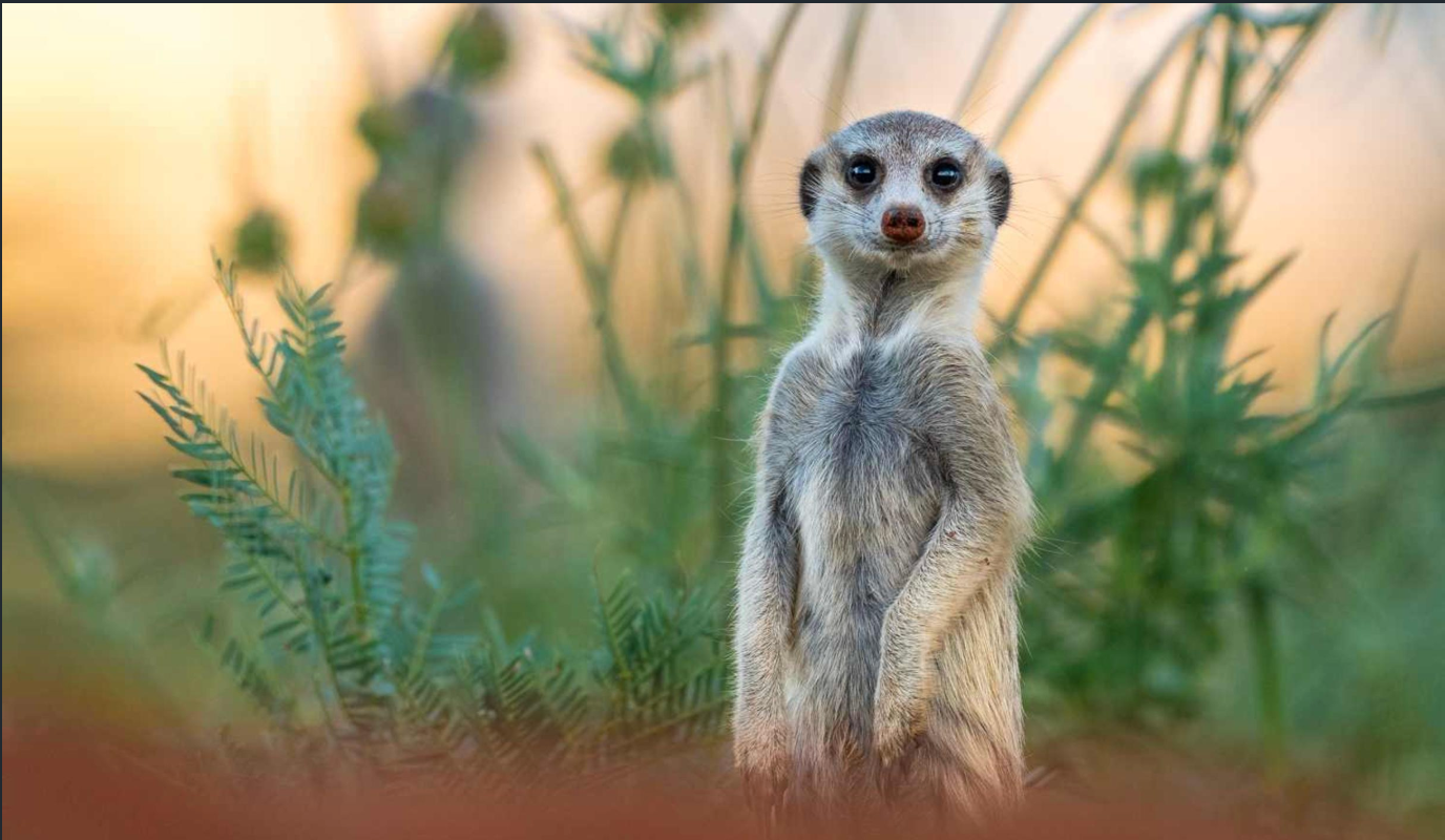 Meerkats Encounters