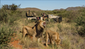 Photographic Safari 
