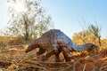 The Tswalu Foundation