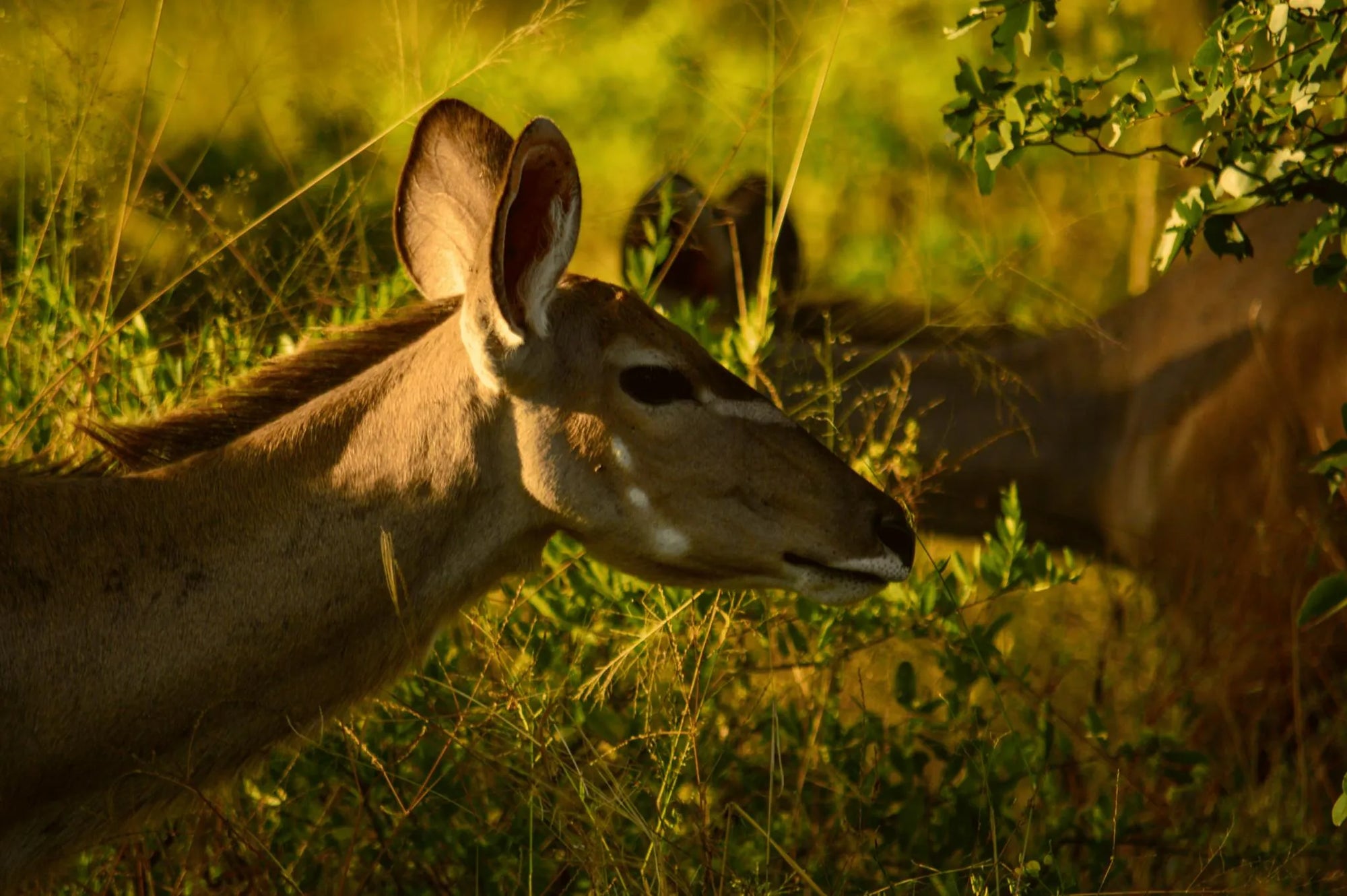 Kudu females from Camp at MmaTsebe Tented Camp , Khwai, Botswana.