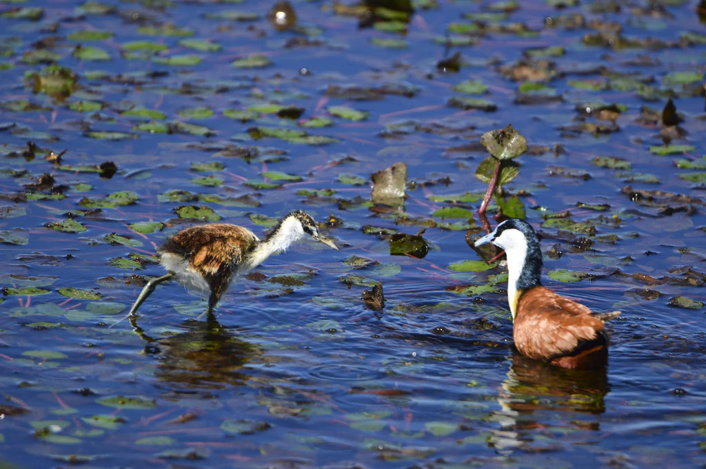 Intimate sightings on Sitatunga's Edge at MmaTsebe Tented Camp , Khwai, Botswana.