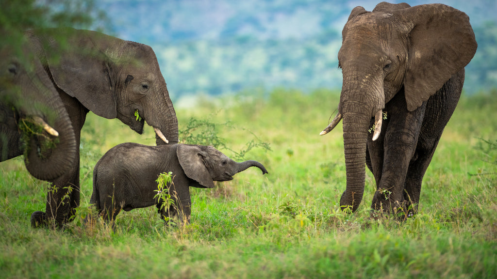Game Drive