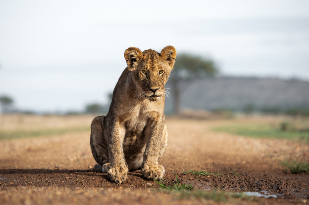 Game Drive