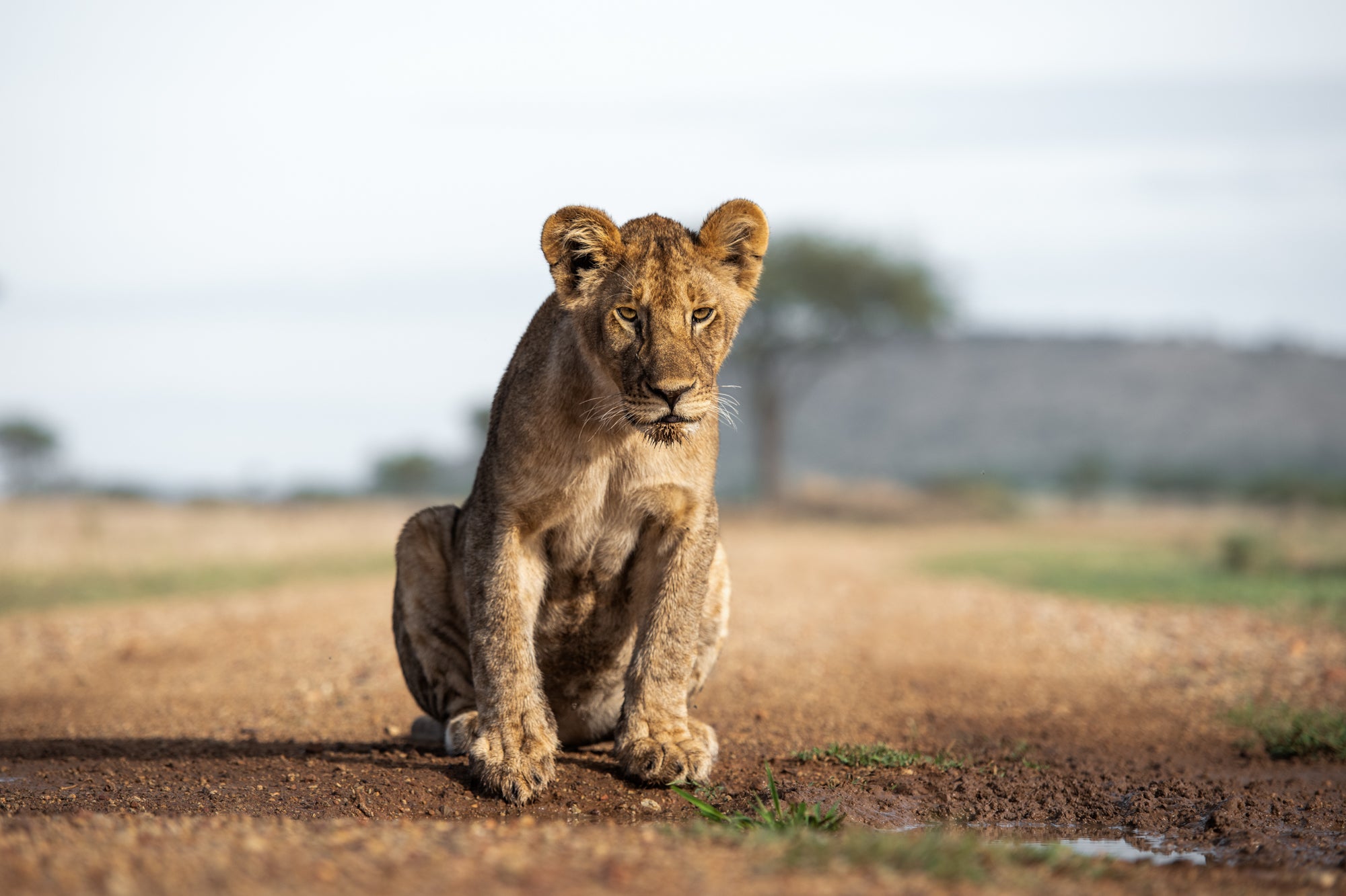 Game Drive