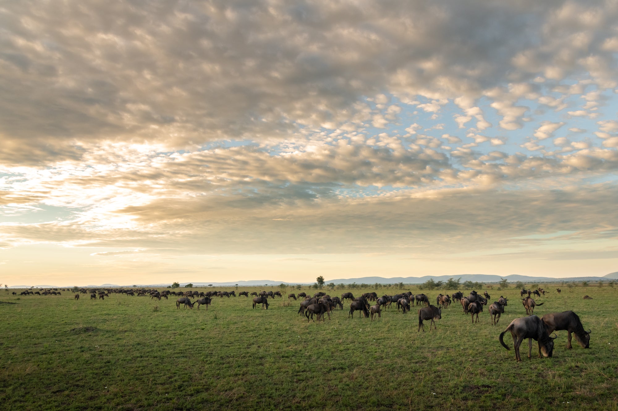Game Drive