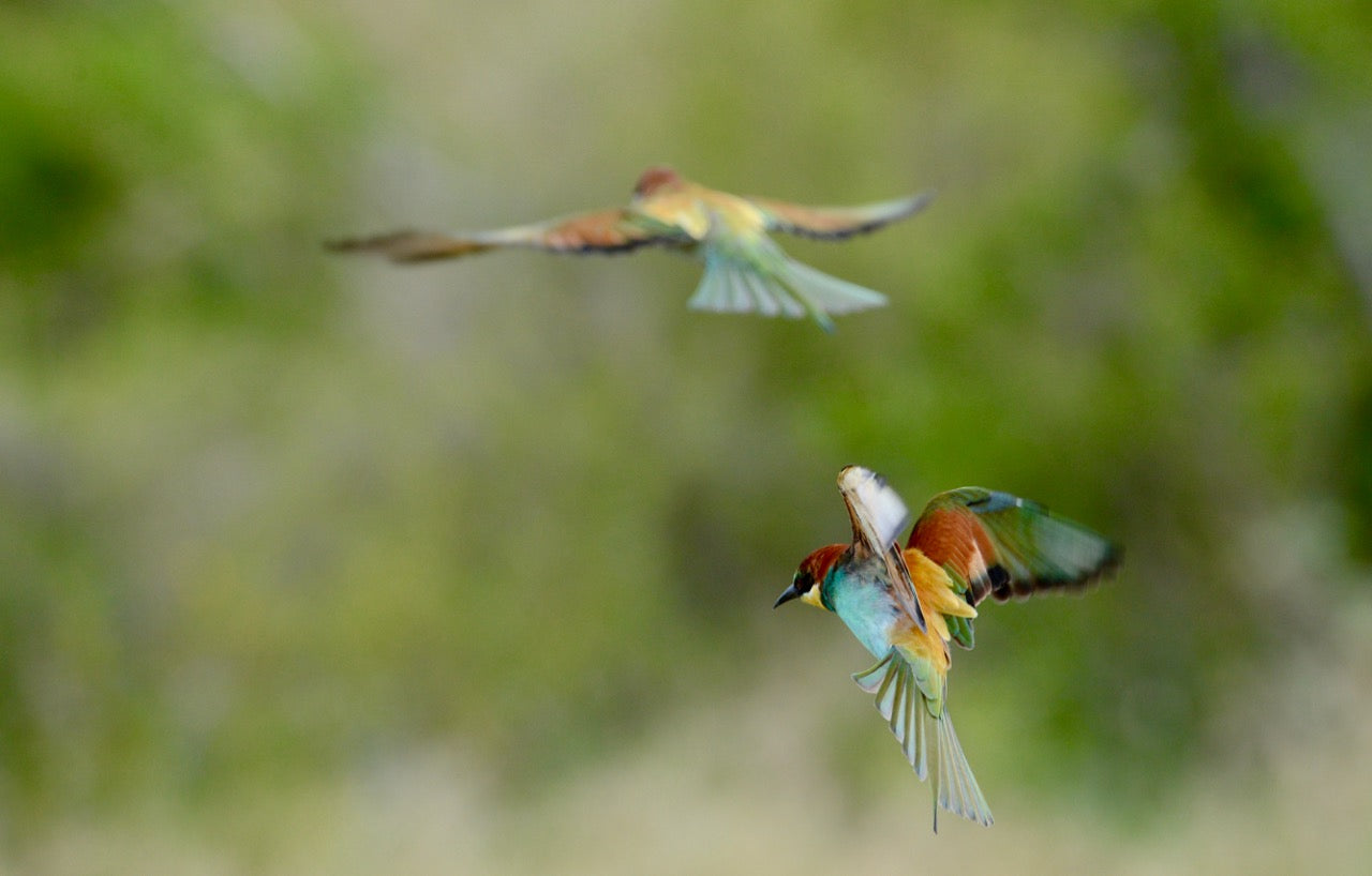 Tomjachu Bush Retreat — Bird Watching