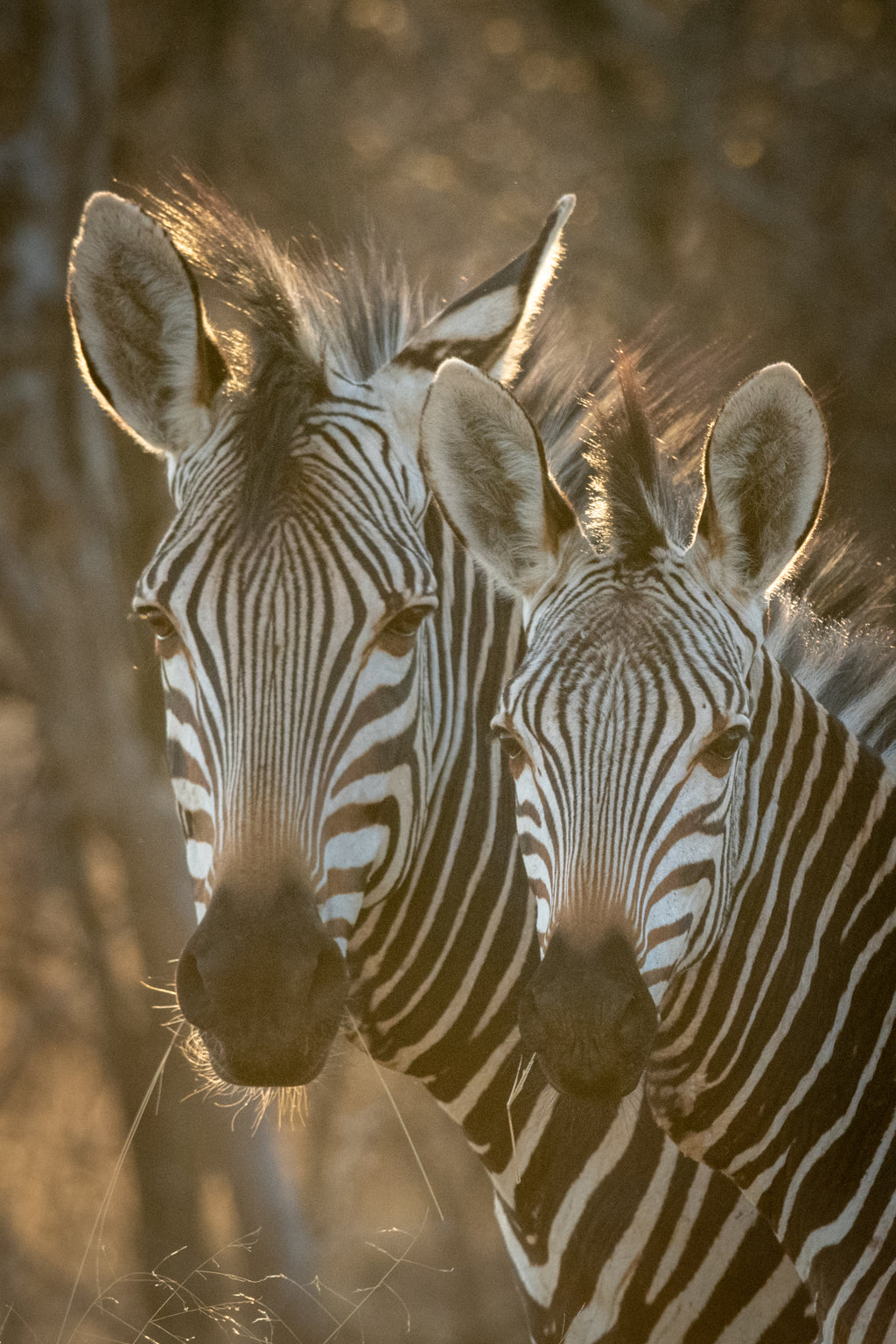 Hartmans Mountain Zebra