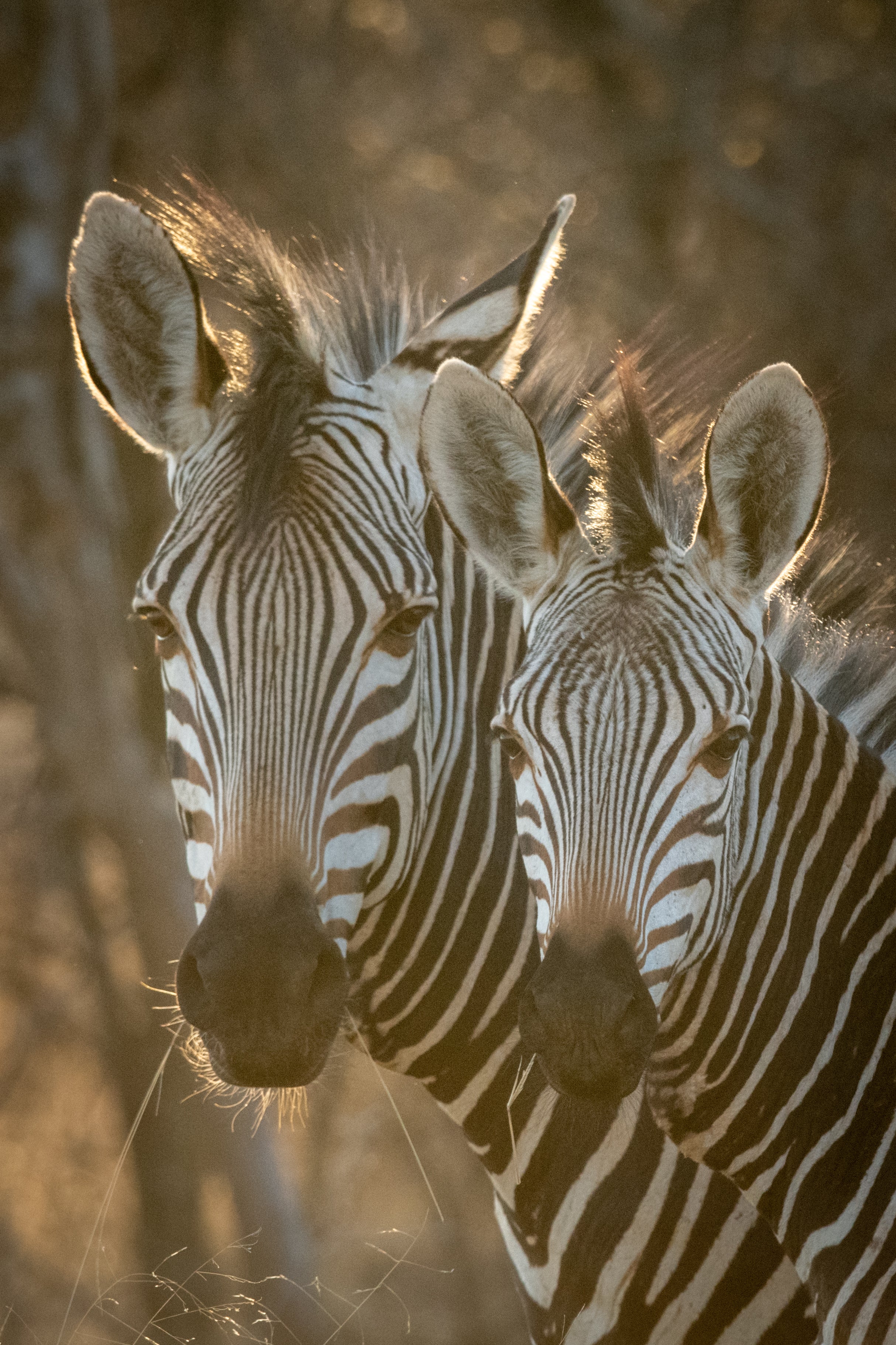 Hartmans Mountain Zebra