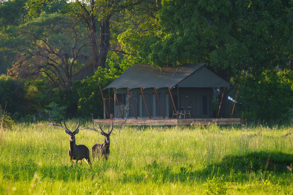 Karangoma - camp (tent exterior) at Karangoma, Okavango Delta, Botswana.