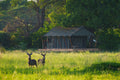 Karangoma - camp (tent exterior) at Karangoma, Okavango Delta, Botswana.