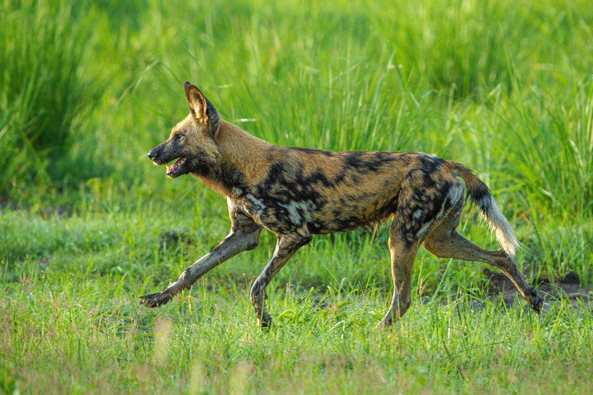 Karangoma - wildlife (wild dog) at Karangoma, Okavango Delta, Botswana.
