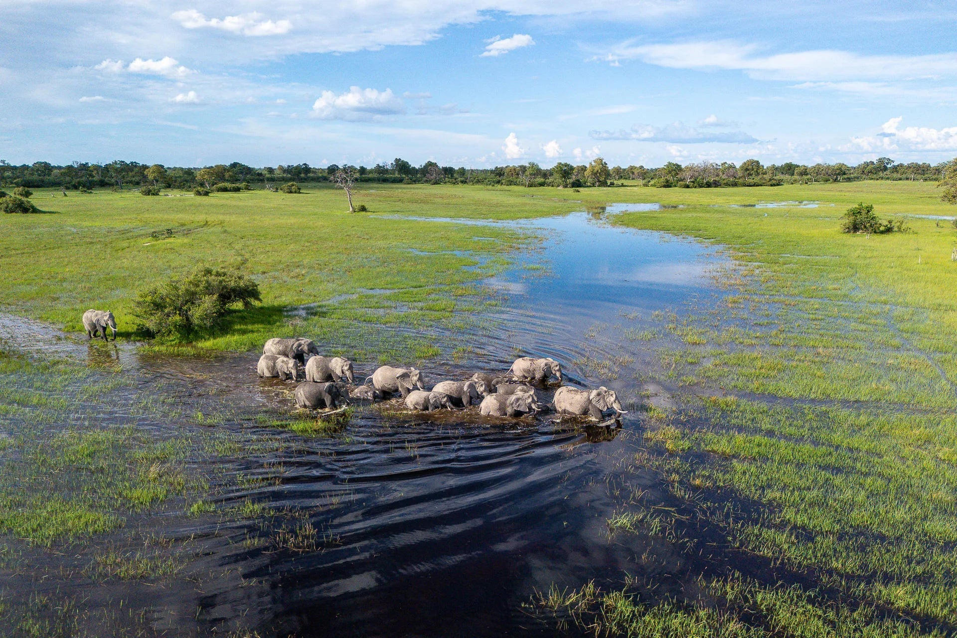 Karangoma - wildlife (elephant) at Karangoma, Okavango Delta, Botswana.