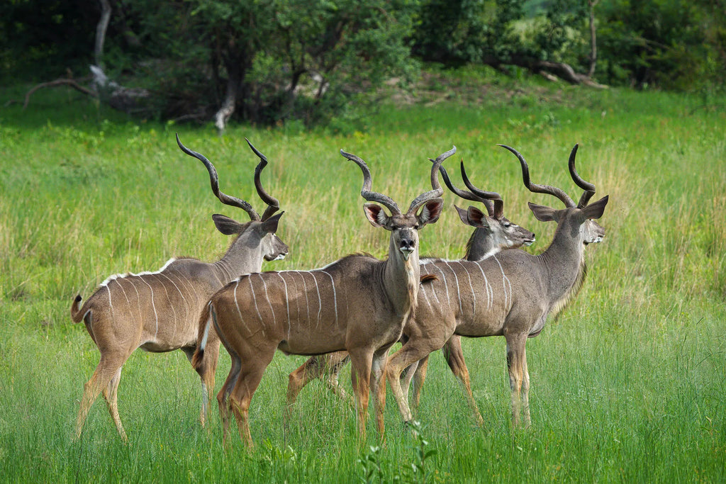 Karangoma - wildlife (greater kudu) at Karangoma, Okavango Delta, Botswana.