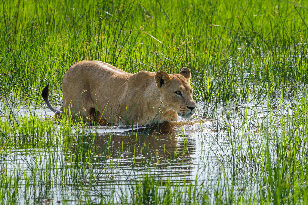 Karangoma - wildlife (lion) at Karangoma, Okavango Delta, Botswana.