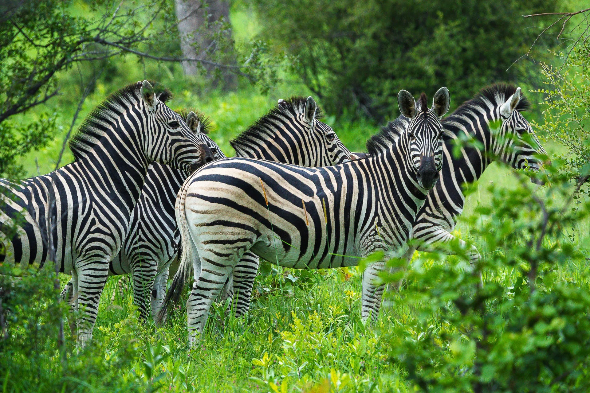Karangoma - wildlife (plains zebra)) at Karangoma, Okavango Delta, Botswana.