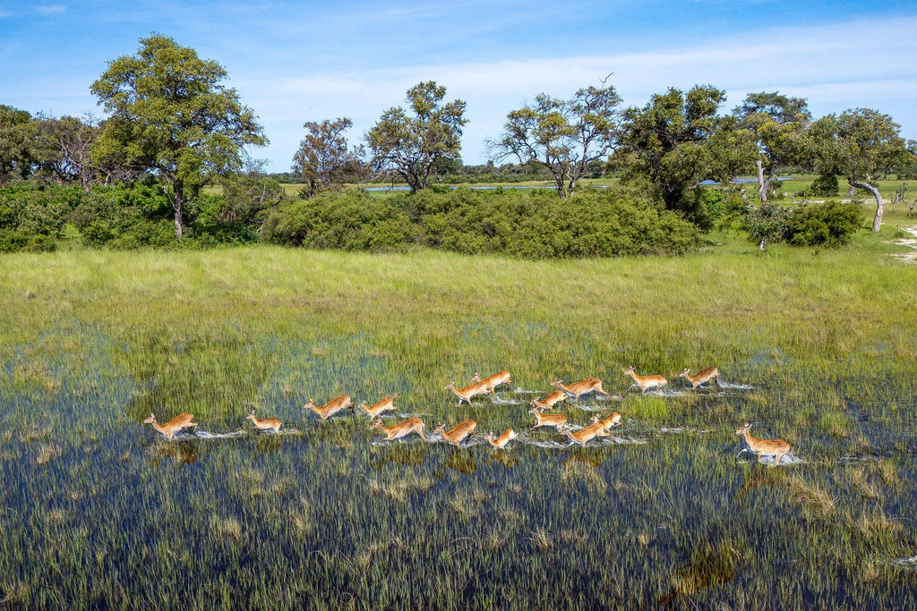 Karangoma - wildlife (red lechwe) at Karangoma, Okavango Delta, Botswana.